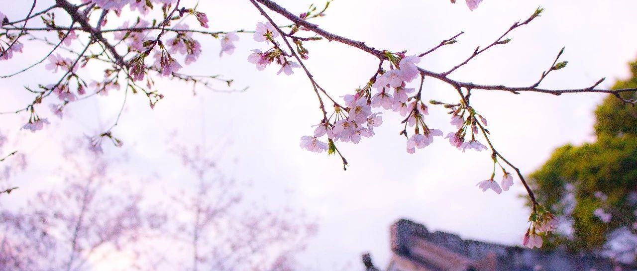 “櫻花”綻放，美景相隨！